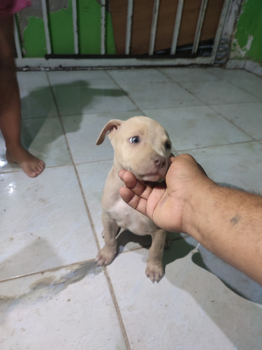 Filhote De Pit Monsters Pra Vender, Vacinados E Vermífugado