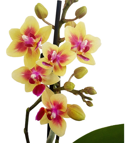 Orquídea Phalaenopsis Mini Flor Amarela, Planta Adulta | MercadoLivre