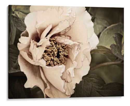 Canvas Lab Cuadro Golden Era Peony I 60x45, Rachel Perry