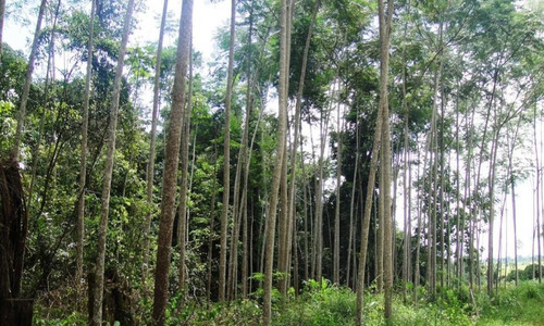 Imagem 15 de 19 de Fazenda Em Baião - 2710