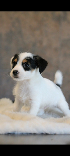 Jack Russell (Usado)
