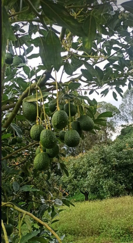 Espectacular Finca Productora De Aguacate