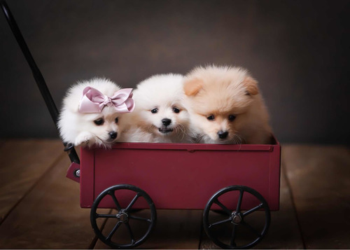 Imagem 4 de 4 de Lulu Da Pomerania