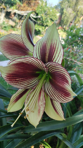 Bulbo Adulto Hippeastrum Papilio 