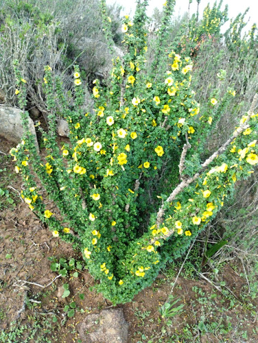 Venta De Terreno Sector Los Porotitos, La Serena
