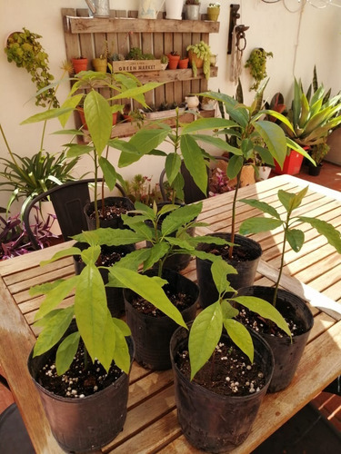 Plantines Ecológicos De Palta Hass