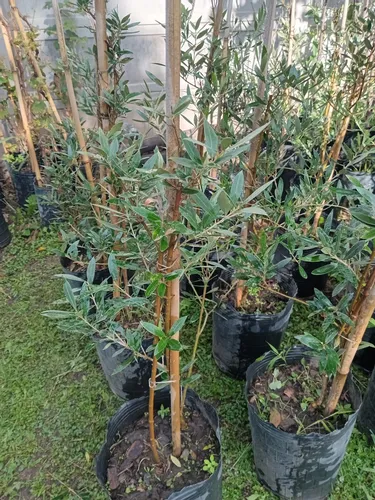 Olivo 100 Cm - Árbol/arbusto - 1 Planta - E.gratis