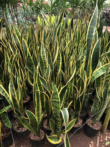 Imagen 4 de 5 de Espada De San Jorge, Sansevieria Trifasciata 70cm