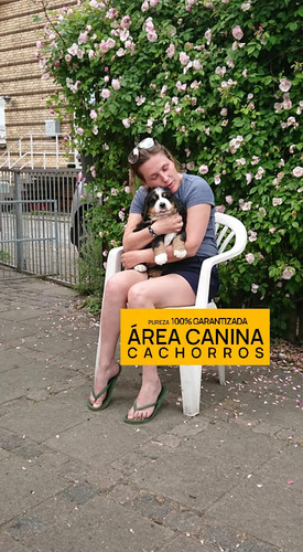 Boyero De Berna Cachorros, Pureza + Genetica Y Porte 100%