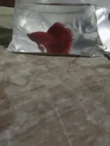 Comprar Peces Betta Hm Bonitos Colores Desde 20 A 25 Soles
