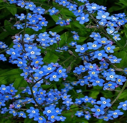 100 Sementes Flor Miosótis Cor Azul