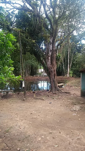 Imagem 5 de 7 de Miracatu/sitio Para Plantio Com Belo Riacho/ref:05350