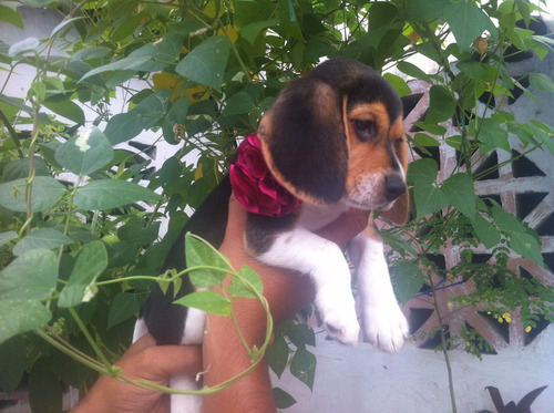 Cachorros Beagle Tricolor