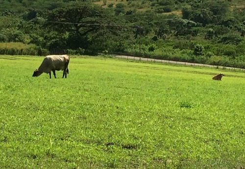 Imagen 4 de 11 de Finca En Venta El Pao La Victoria 15/9/20