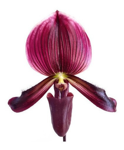 Orquídea Rara Sapatinho Paphiopedilum Maudiae Black Jack