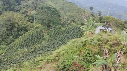 Finca Cafetera Y Aguacatera