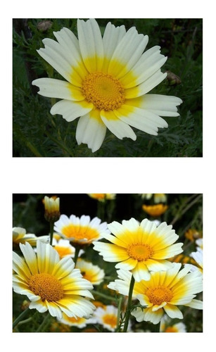 50 Sementes De Crisantemo Comestível Margarida Garland Flor