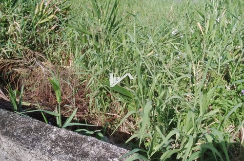 Imagem 6 de 6 de Terreno De Esquina No Balneário Tupy Em Itanhaém=ref;ter087