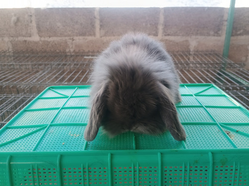 Conejo De Compañía