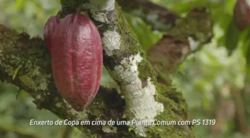Imagem 27 de 30 de Fazenda De Cacau, Látex E Mogno No Brasil - Cidade Ituberá-ba - 7654