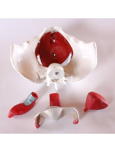 Anatómico Médico Femenino Modelo Pelvis Con Órganos Desmonta
