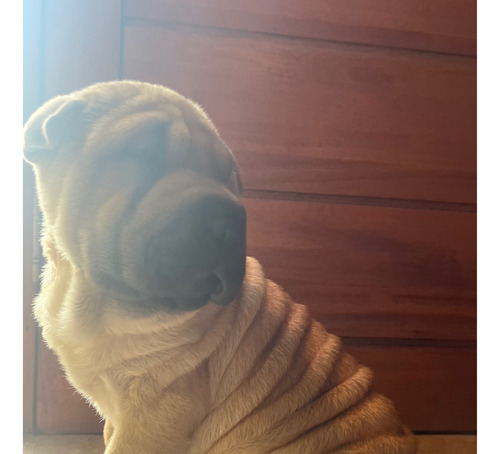 Cachorro Sharpei De Muy Buena Genética Se Ent Vacunados