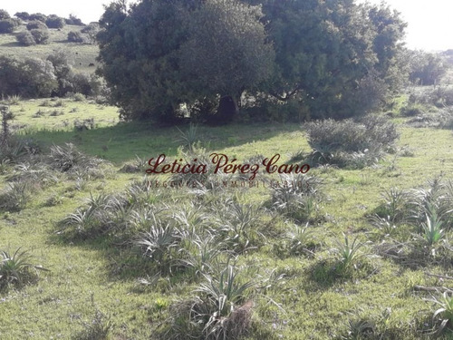 Venta Chacra Jose Ignacio 2 Has - Ref: 19207