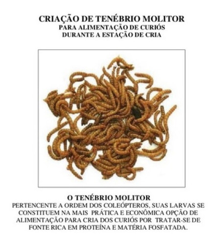 Imagem 4 de 7 de 1 Kilo Larvas De Tenebrio Molitor / Tenebrio Comum