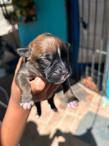 Cachorros Boxer