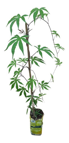 Cipó Café Ou Rosa De Madeira Flor De Pau Melífera 02 Mudas