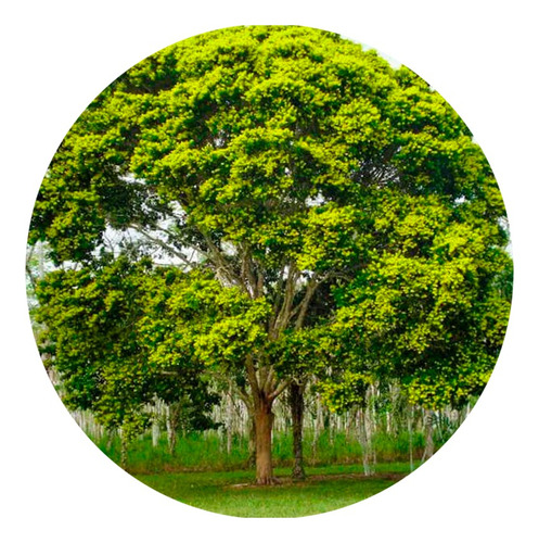 3 Mudas De Pau Brasil Legítimo - 150cm A 200cm