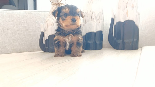 Yorkshireterrier Macho Teacup