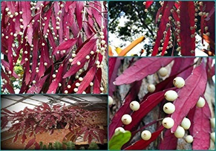10 Sementes Cacto Macarrão Rhipsalis Ramulosa Suculenta