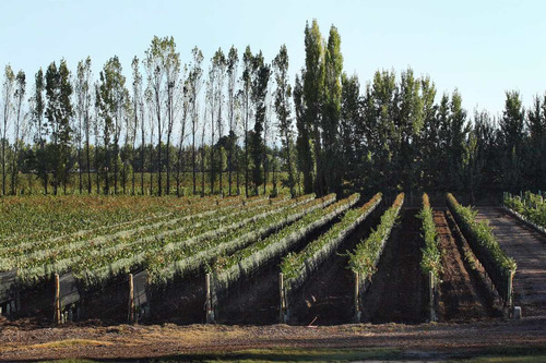 Finca Super Premium En Valle De Uco, La Consulta. Mendoza