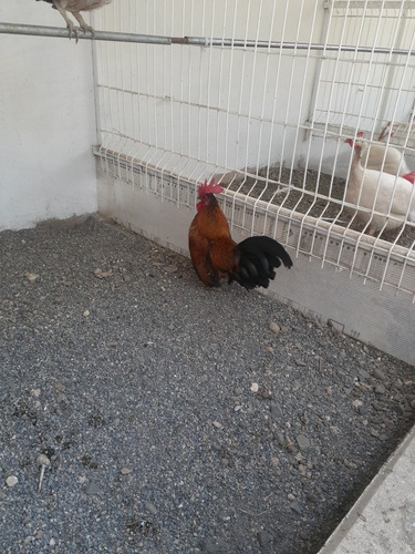 Gallinas Kikiriki