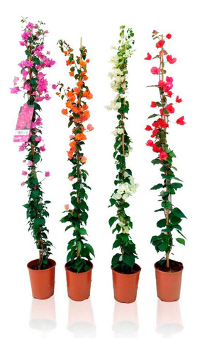 Tango Enredadera Planta