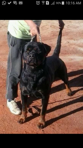 Filhotes De Rottweiler !! Alto Padrão Genético