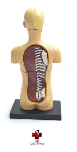 Modelo Do Corpo Humano - Torso 26051 - 4d Master Anatomia