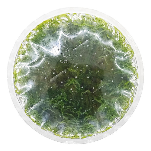 Taxiphyllum Alternans Taiwan Moss 003c Tc Musgo Imp. Tropica