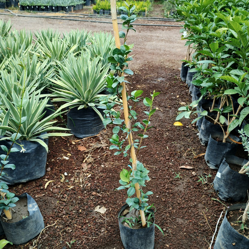 6 Enredadera Jazmín Doble Hélice Y 1 Jazmín De Madagascar