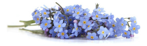 Semillas De Myosotis Silvestris O Nomeolvides Flor Azul