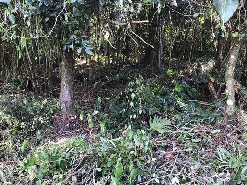 Terreno No Litoral Sul, Com 1650 M² Em Itanhaém/sp 4588-pc