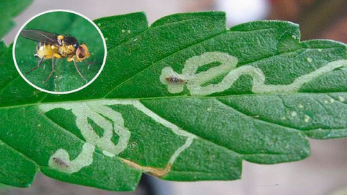 Abamectina Insecticida , Acaricida 1.8% 1 Lt Agrimec 5.0