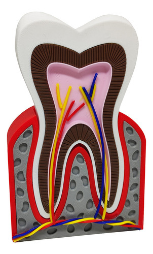 Modelo Dentário Anatomia Raiz Gengiva Osso Dente Nervos