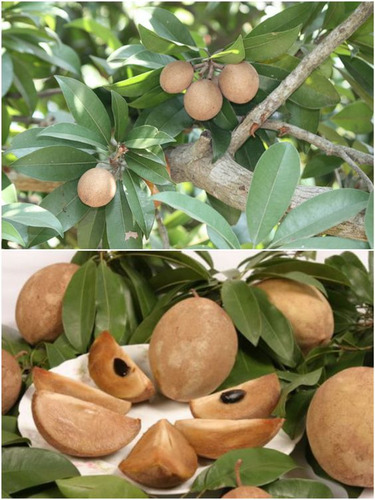 Chicozapote Dulce