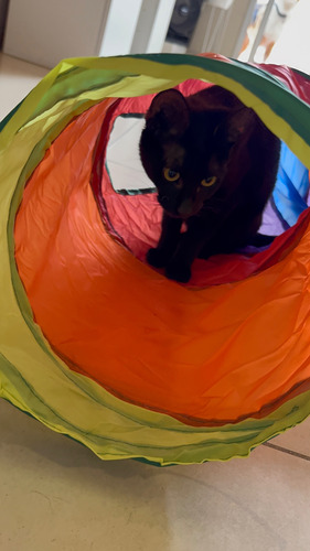 Túnel T Plegable Arcoíris P/gatos 4 Entradas + Juguete