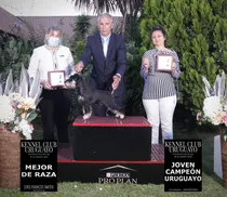 Comprar Schnauzer Miniatura Joven Campeon Uruguay 2022 Para Monta