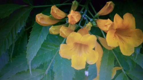 Semillas De Lapachillo Amarillo