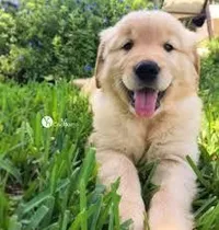 Comprar Golden Retriever 100% De Raza 