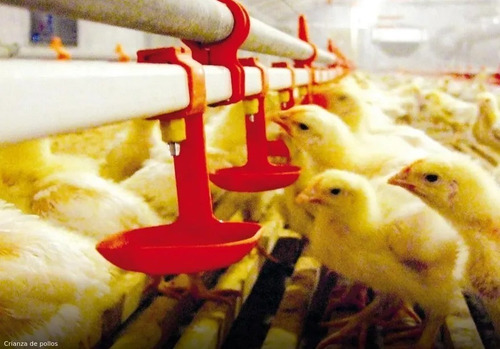 Aprenda Paso A Paso Cría De Gallinas Ponedora Engorde Pollos